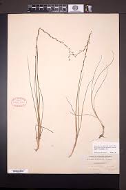 Attēlu rezultāti vaicājumam “Triglochin palustre fruit”