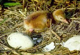 Attēlu rezultāti vaicājumam “Grus grus nest”