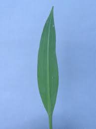 Attēlu rezultāti vaicājumam “Alisma lanceolatum leaf”