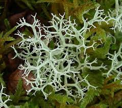 Attēlu rezultāti vaicājumam “Cladonia mitis”