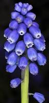 Attēlu rezultāti vaicājumam “Muscari botryoides flower”