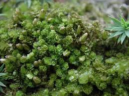 Attēlu rezultāti vaicājumam “Tritomaria”