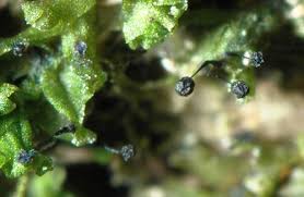 Attēlu rezultāti vaicājumam “Barbeyella minutissima”