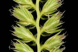 Attēlu rezultāti vaicājumam “Cynosurus cristatus flower”