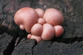 Attēlu rezultāti vaicājumam “Lycogala exiguum aggr. spores”