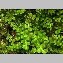 Attēlu rezultāti vaicājumam “Leiocolea collaris”