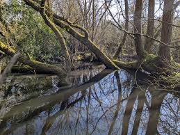 Attēlu rezultāti vaicājumam “Hygroamblystegium varium”
