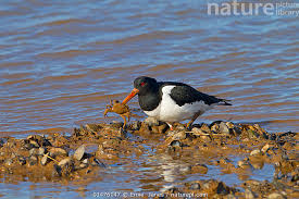 Attēlu rezultāti vaicājumam “Haematopus ostralegus”