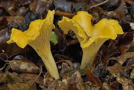 Attēlu rezultāti vaicājumam “Cantharellus cibarius”