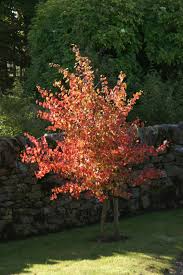 Attēlu rezultāti vaicājumam “Cercidiphyllum japonicum”