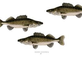 Image result for Sander lucioperca