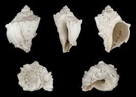 Image result for Melongena corona