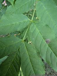 Attēlu rezultāti vaicājumam “Hymenoscyphus fraxineus”