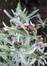 Attēlu rezultāti vaicājumam “Gnaphalium uliginosum leaf”