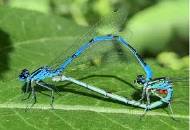 Attēlu rezultāti vaicājumam “Coenagrionidae”