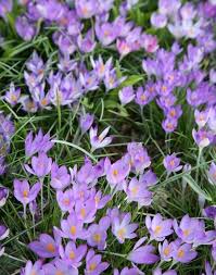 Attēlu rezultāti vaicājumam “Crocus tommasinianus”
