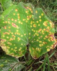 Attēlu rezultāti vaicājumam “Puccinia poarum”