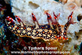 ผลการค้นหารูปภาพสำหรับ Bornella Anguilla