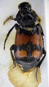 Attēlu rezultāti vaicājumam “Nicrophorus investigator”