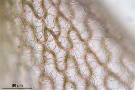 Attēlu rezultāti vaicājumam “Sphagnum russowii”