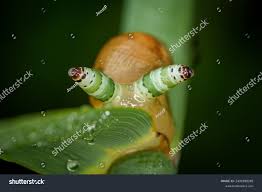 Attēlu rezultāti vaicājumam “Leucochloridium paradoxum”