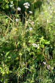 Attēlu rezultāti vaicājumam “Valerianaceae”