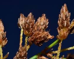 Attēlu rezultāti vaicājumam “Schoenoplectus lacustris subsp. glaucus bud”