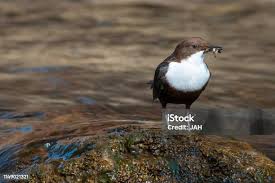 Attēlu rezultāti vaicājumam “Cinclus cinclus”