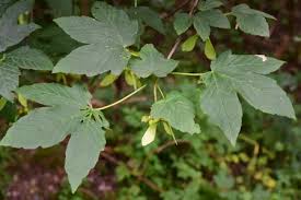 Attēlu rezultāti vaicājumam “Acer pseudoplatanus”