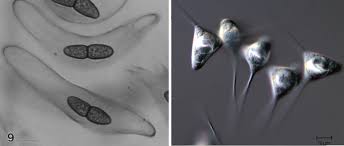 Attēlu rezultāti vaicājumam “Badhamiopsis ainoae spores”