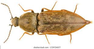 Attēlu rezultāti vaicājumam “Prosternon tessellatum”