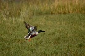 Attēlu rezultāti vaicājumam “Anas clypeata male”