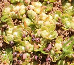 Attēlu rezultāti vaicājumam “Elatinaceae”