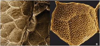Image result for reptile scales