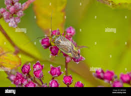 Attēlu rezultāti vaicājumam “Lygus pratensis”