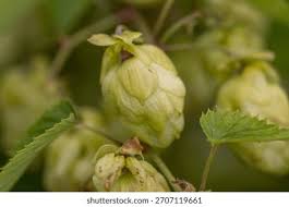 Attēlu rezultāti vaicājumam “Humulus lupulus bud”
