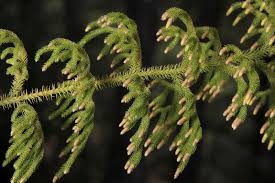 Attēlu rezultāti vaicājumam “Lycogala asperum”