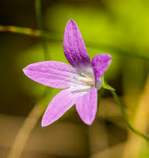 Attēlu rezultāti vaicājumam “Campanula patula flower”
