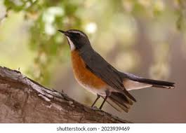 Image result for Irania gutturalis