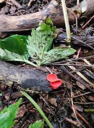 Attēlu rezultāti vaicājumam “Sarcoscypha austriaca var. lutea”