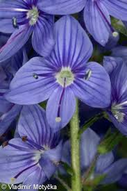 Attēlu rezultāti vaicājumam “Veronica austriaca subsp. teucrium leaf”