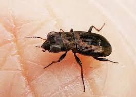 Attēlu rezultāti vaicājumam “Notiophilus biguttatus”