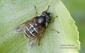 Attēlu rezultāti vaicājumam “Sericomyia lappona”