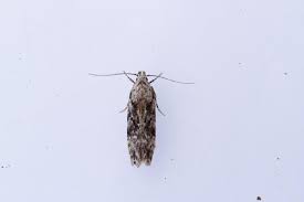 Attēlu rezultāti vaicājumam “Carpatolechia alburnella”