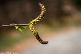 Attēlu rezultāti vaicājumam “Oenothera rubricauli bud”
