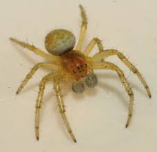 Attēlu rezultāti vaicājumam “Araniella male”