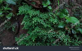 Attēlu rezultāti vaicājumam “Pteropsida”