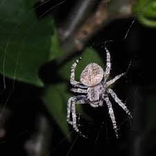 Attēlu rezultāti vaicājumam “Araneidae”