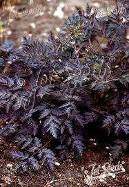 Attēlu rezultāti vaicājumam “Anthriscus sylvestris leaf”