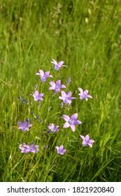 Attēlu rezultāti vaicājumam “Campanula patula fruit”